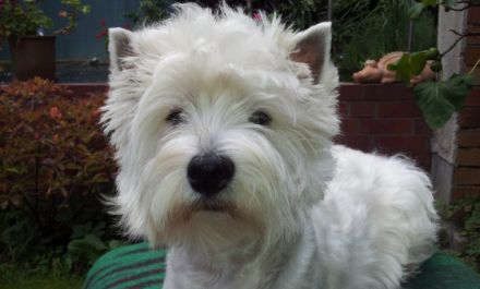 von den weißen Pfiffikussen