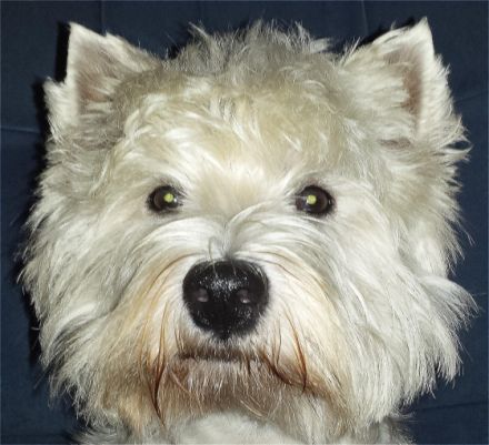 von den weißen Pfiffikussen