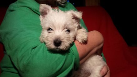 von den weißen Pfiffikussen