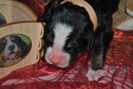 von der Schieferbach