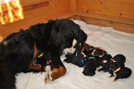 von der Schieferbach