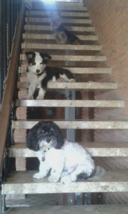 Mini-Hundepension-Pixie.de