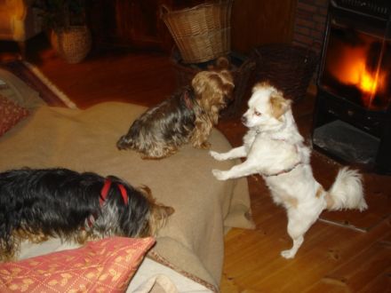 Mini-Hundepension-Pixie.de