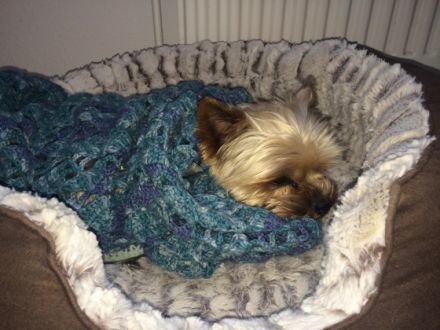 Mini-Hundepension-Pixie.de