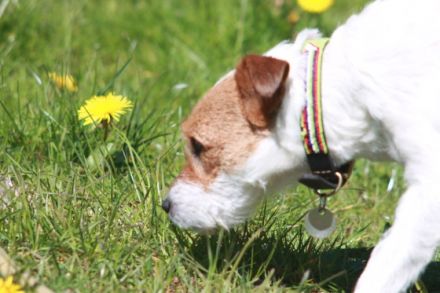 Mini-Hundepension-Pixie.de