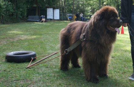 Brayen Bear vom Spessart