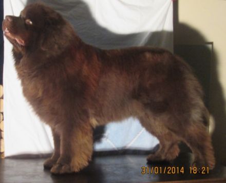 Brayen Bear vom Spessart