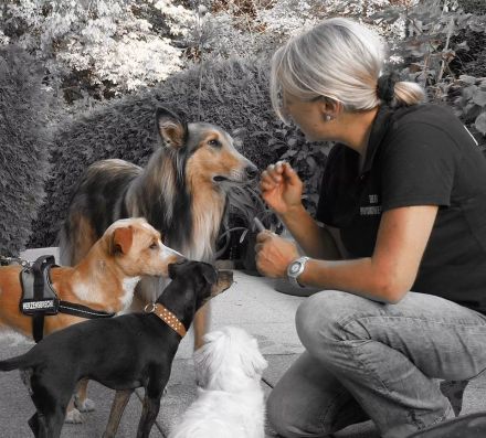 DOGS & CATS,  Canine Osteopathie, Tierphysiotherapie & Tierdentalhygiene Andrea Münz.