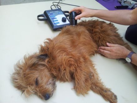 DOGS & CATS,  Canine Osteopathie, Tierphysiotherapie & Tierdentalhygiene Andrea Münz.