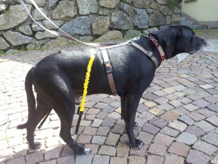 DOGS & CATS,  Canine Osteopathie, Tierphysiotherapie & Tierdentalhygiene Andrea Münz.