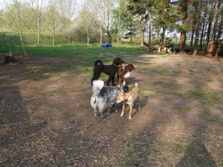 Pfötchentreff-Seevehaus