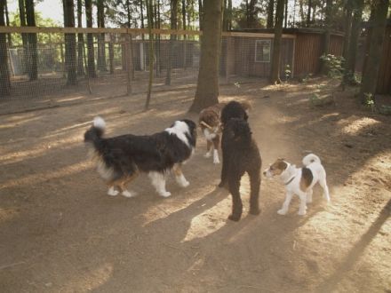 Pfötchentreff-Seevehaus