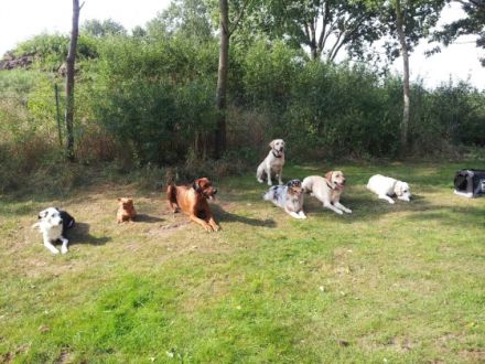 Pfötchentreff-Seevehaus