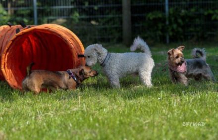 Fellwechsel - Schule für Mensch und Hund