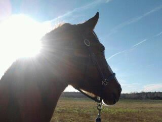 Tierkommunikation Andrea Diepold