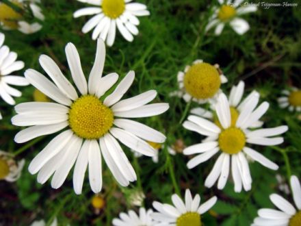 Mobile Tierpraxis Höhne