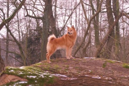 Björn Kulta Poika of Storm Valley