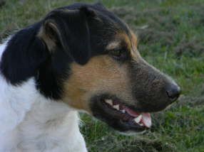 Etzel von Sellingsloh