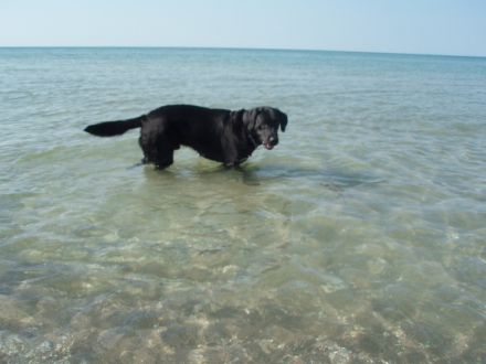 Wohnmobil Sunlight 5 Personen 1 Hund