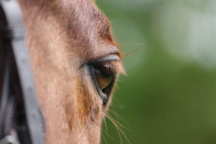 IN BEWEGUNG Osteopathie Physiotheapie Pferd und Hund Akupunktur