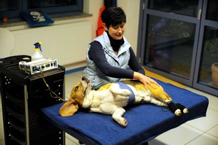 Vier-Pfoten-Studio "Salzböden"