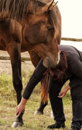 Fitness For Animals-Ganzheitliche Tierphysiotherapie Daniela Zausch