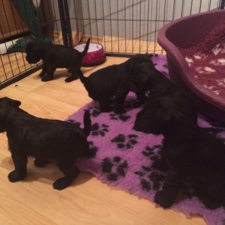 von den black Diamond