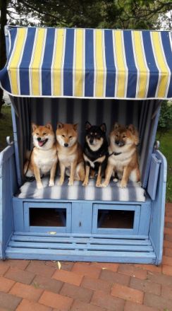 Masaru "BENJI" vom Nelkenhügel