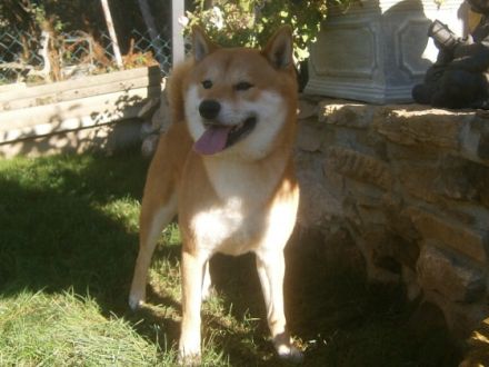 Masaru "BENJI" vom Nelkenhügel