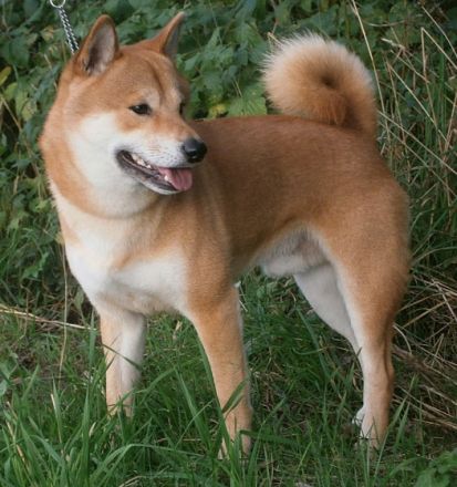 Masaru "BENJI" vom Nelkenhügel