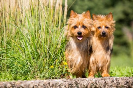 Lesnoy's James T. Kirk