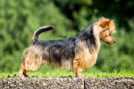 Lesnoy's James T. Kirk