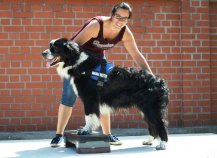 Hundephysiotherapie Andrea Seeliger