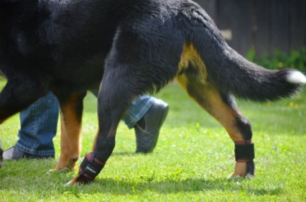 Hundephysiotherapie Andrea Seeliger