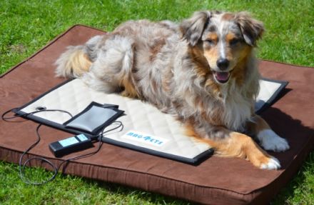 Hundephysiotherapie Andrea Seeliger