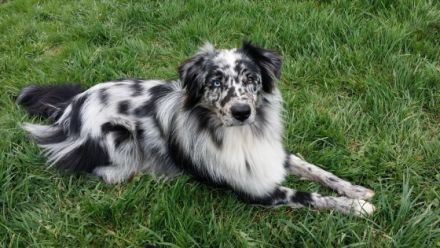 Morpheus of Styrian Forest DNA VP