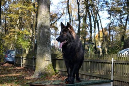 Pikamoz von der schwarzen Natter Bayr. Landesmeister