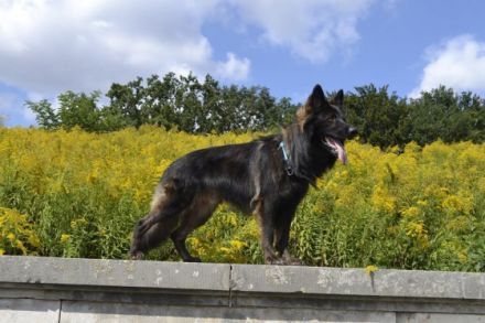 Pikamoz von der schwarzen Natter Bayr. Landesmeister