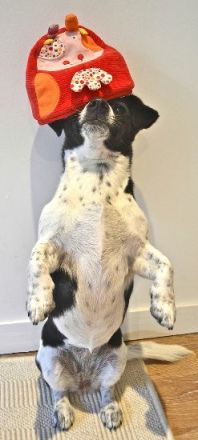 Clicker Center Hundeschule Bonn Rhein-Sieg-Kreis