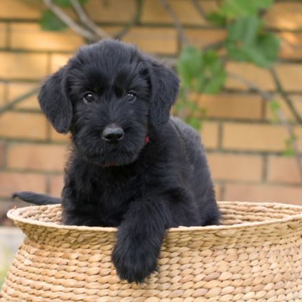 vom großen Zauberer