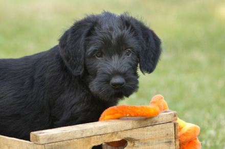 vom großen Zauberer