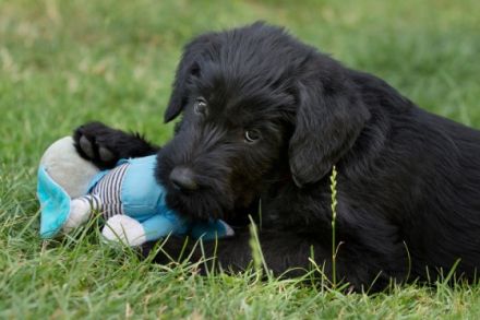 vom großen Zauberer