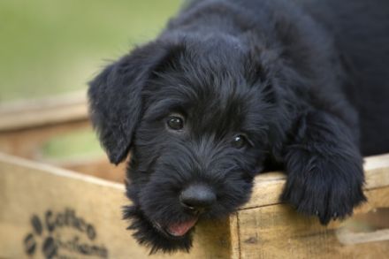 vom großen Zauberer