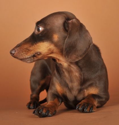 Bodo Böhm von Otten zu Fischbach