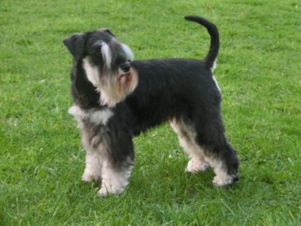 von den Silberzwergen