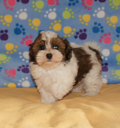 From The Happy Puppy Tower