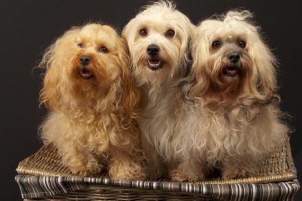 From The Happy Puppy Tower