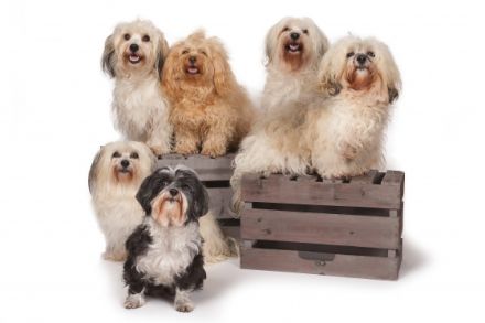 From The Happy Puppy Tower