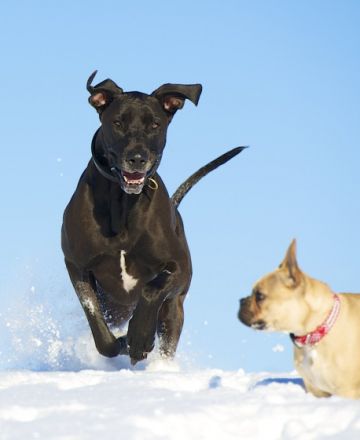 Helden an der Leine – Hundezentrum Oberbayern