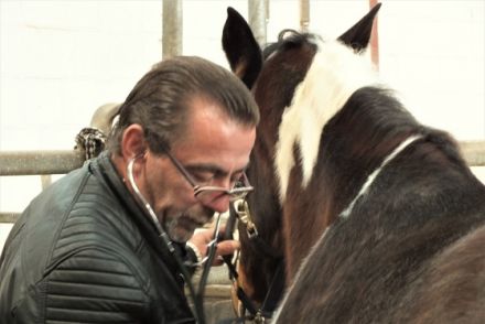 mobile Tierheilpraxis im Harz und Umland